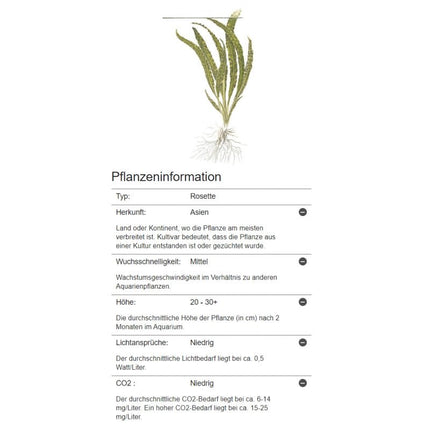 Cryptocoryne crispatula - Genoppter Wasserkelch | In - Vitro - AquaLifeScape