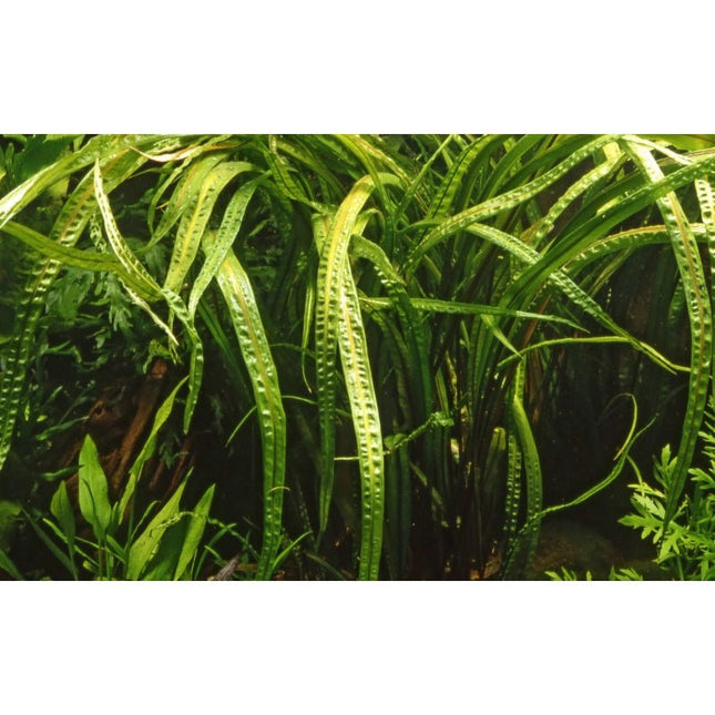 Cryptocoryne crispatula - Genoppter Wasserkelch | In - Vitro - AquaLifeScape