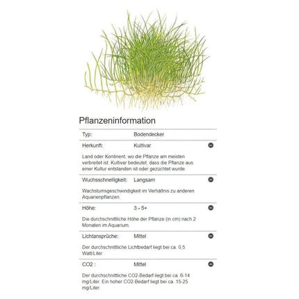 Eleocharis pusilla - Mini Nadelsimse | In-Vitro AquaLifeScape