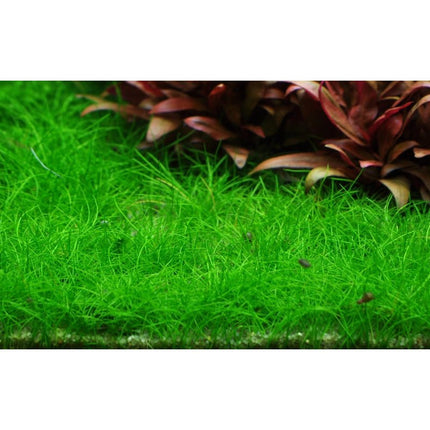 Eleocharis pusilla - Mini Nadelsimse | In - Vitro - AquaLifeScape
