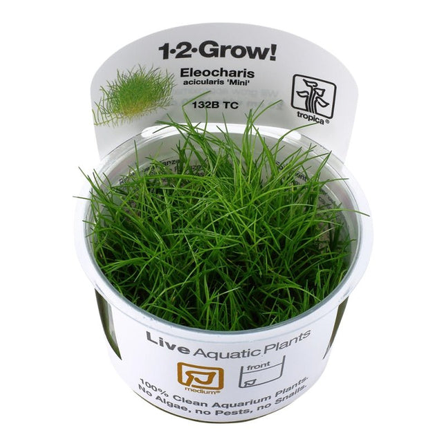 Eleocharis pusilla - Mini Nadelsimse | In - Vitro - AquaLifeScape