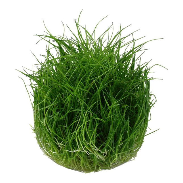 Eleocharis pusilla - Mini Nadelsimse | In - Vitro - AquaLifeScape