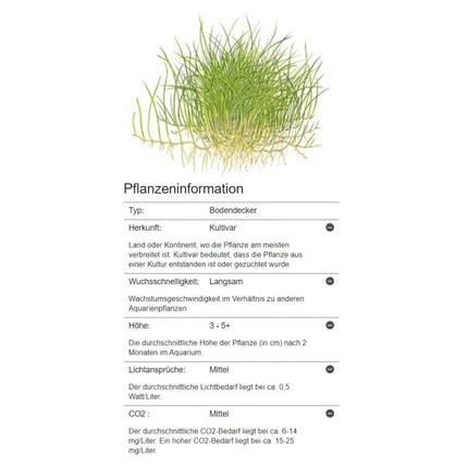 Eleocharis pusilla - Mini Nadelsimse | In - Vitro - AquaLifeScape
