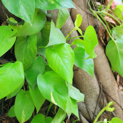 Epipremnum aureum - AquaLifeScape