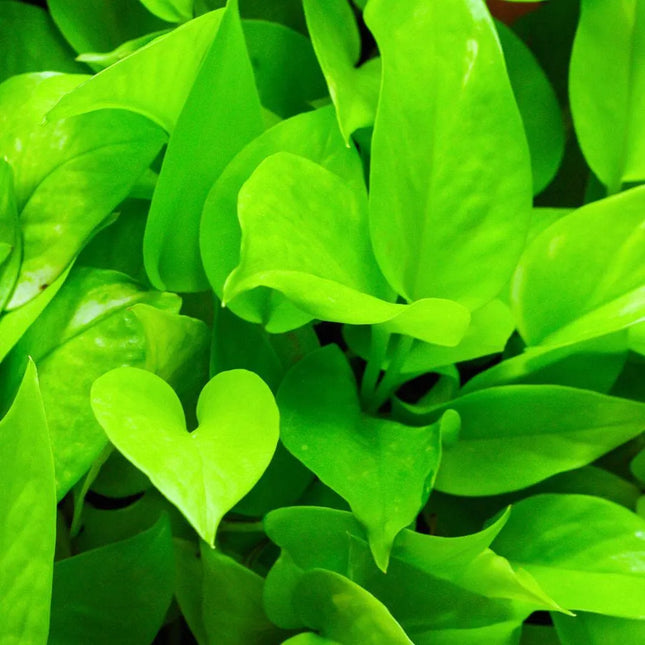 Epipremnum aureum - AquaLifeScape