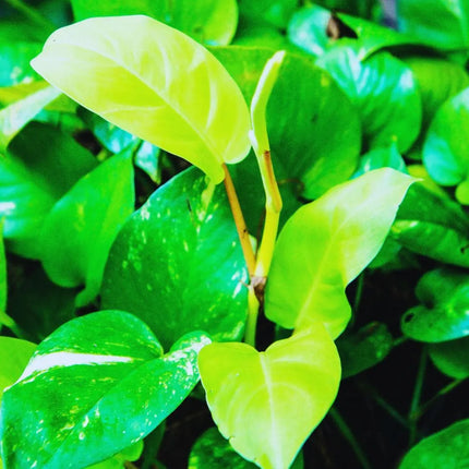 Epipremnum aureum - AquaLifeScape