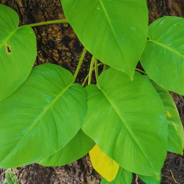 Epipremnum aureum - AquaLifeScape