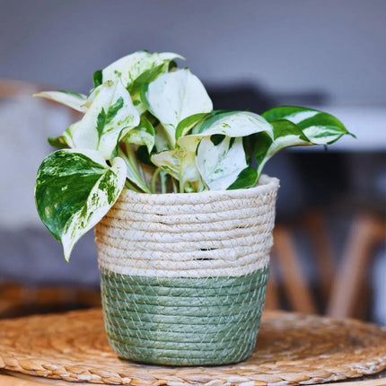 Epipremnum aureum 'Happy Leaf' - AquaLifeScape