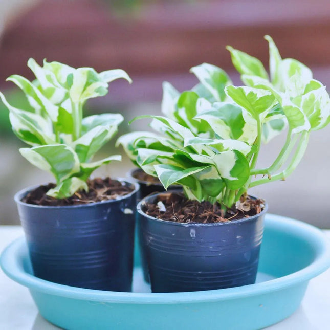 Epipremnum aureum 'Happy Leaf' - AquaLifeScape