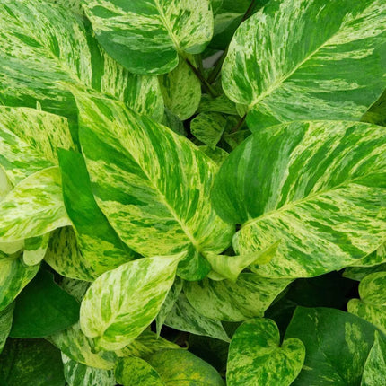 Epipremnum aureum 'Marble Queen' - AquaLifeScape