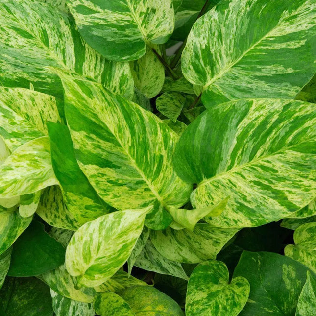 Epipremnum aureum 'Marble Queen' - AquaLifeScape