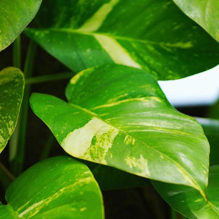 Epipremnum aureum 'Marble Queen' - AquaLifeScape