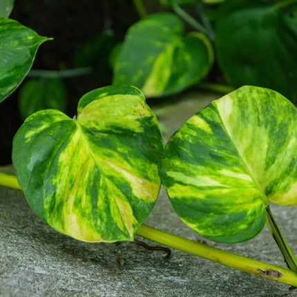 Epipremnum aureum 'Marble Queen' - AquaLifeScape