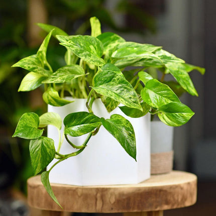 Epipremnum aureum 'Marble Queen' - AquaLifeScape