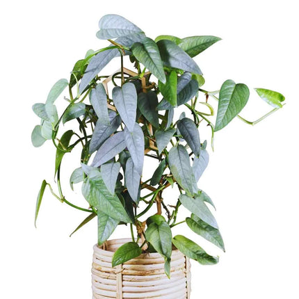 Epipremnum pinnatum "Cebu Blue" - AquaLifeScape