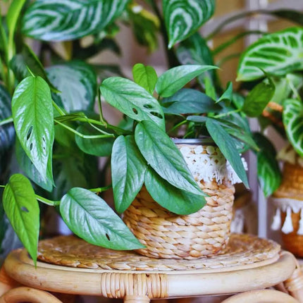 Epipremnum pinnatum "Cebu Blue" - AquaLifeScape