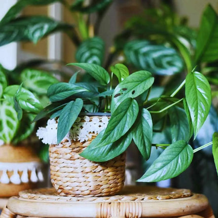 Epipremnum pinnatum "Cebu Blue" - AquaLifeScape