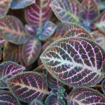 Episcia cupreata - AquaLifeScape