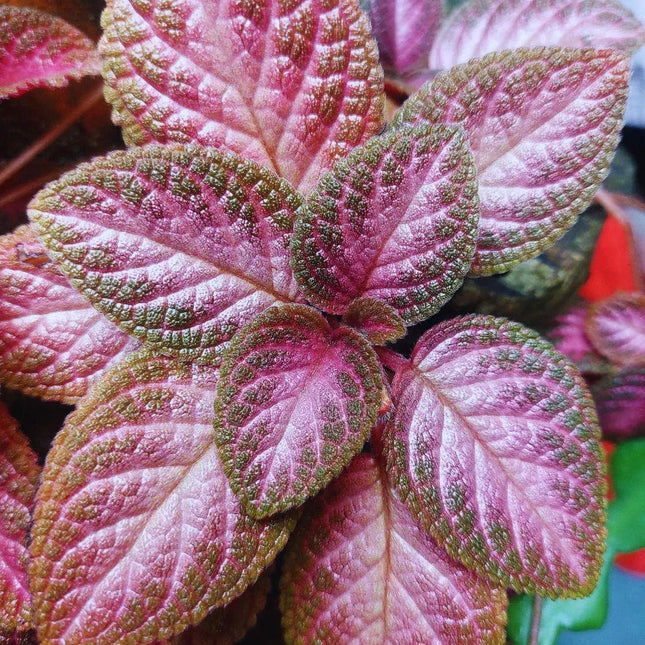 Episcia cupreata - AquaLifeScape