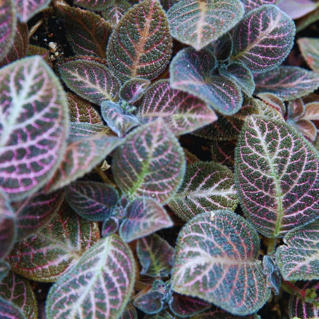 Episcia cupreata - AquaLifeScape