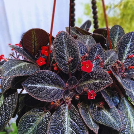 Episcia cupreata Malayan - AquaLifeScape
