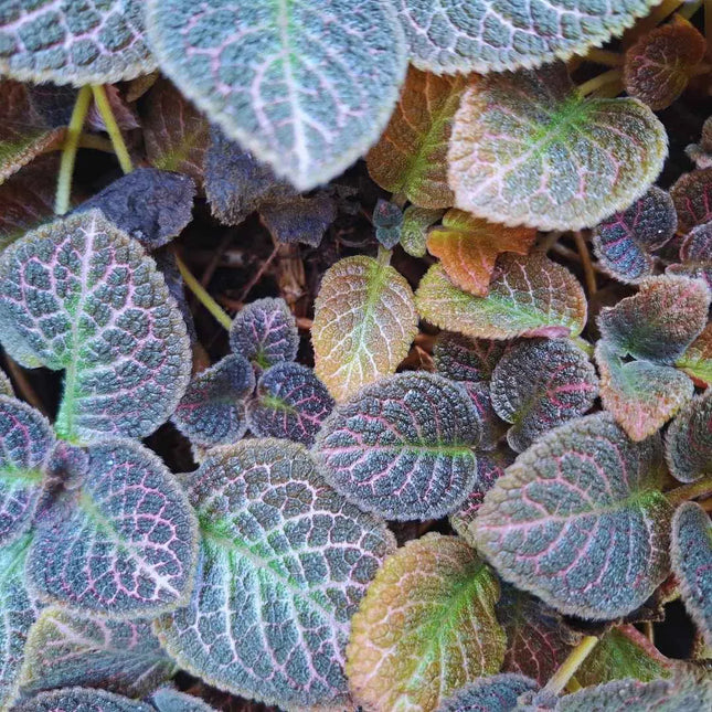 Episcia Pink Acajou - AquaLifeScape