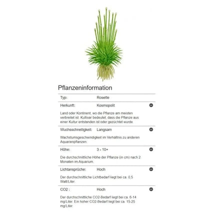 Eriocaulon cinereum | In-Vitro AquaLifeScape
