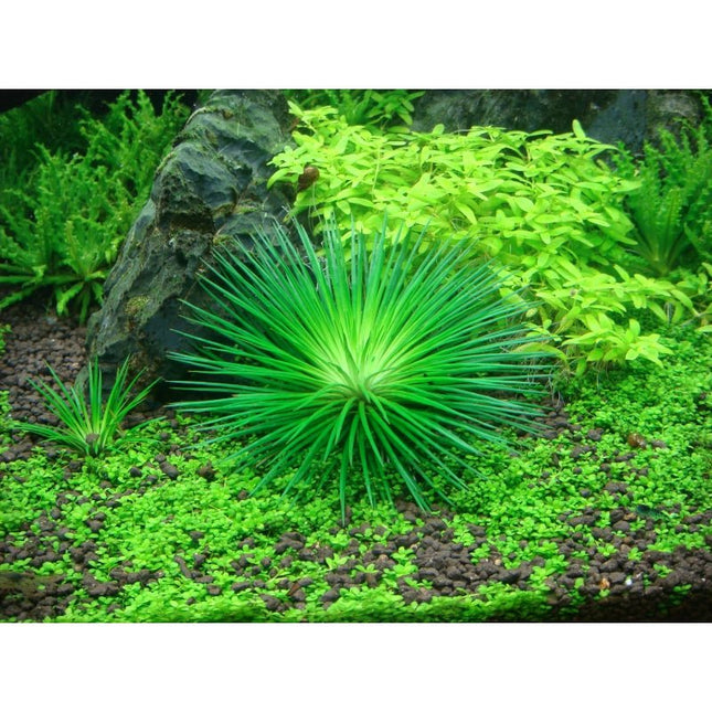 Eriocaulon cinereum | In - Vitro - AquaLifeScape