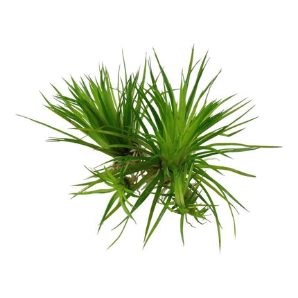 Eriocaulon cinereum | In - Vitro - AquaLifeScape