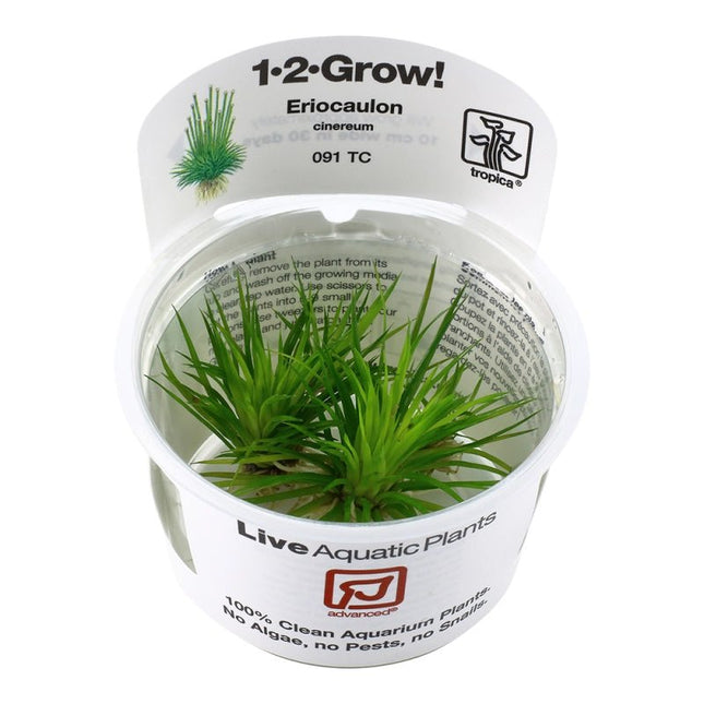 Eriocaulon cinereum | In - Vitro - AquaLifeScape