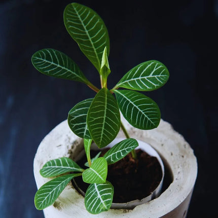 Euphorbia leuconeura - AquaLifeScape