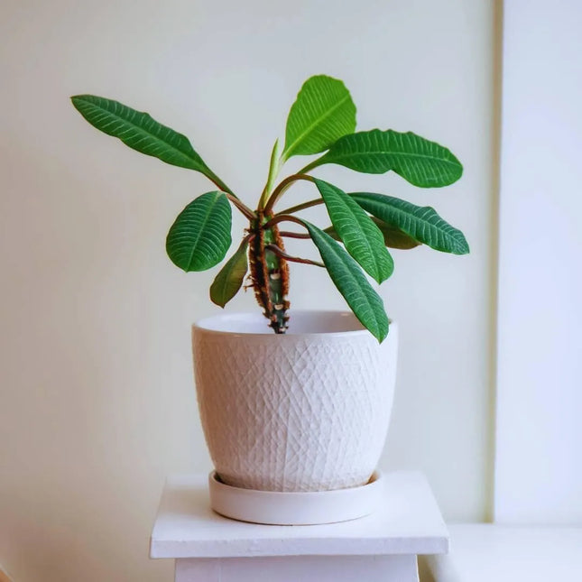 Euphorbia leuconeura - AquaLifeScape