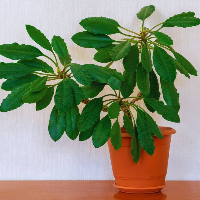 Euphorbia leuconeura - AquaLifeScape