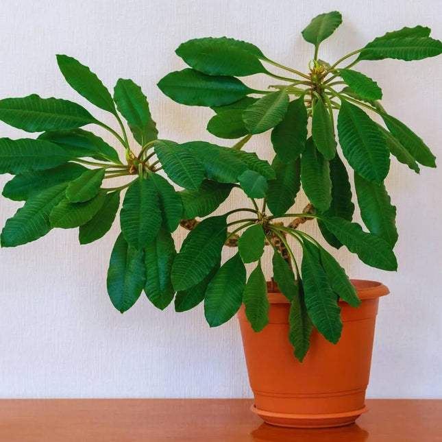 Euphorbia leuconeura - AquaLifeScape