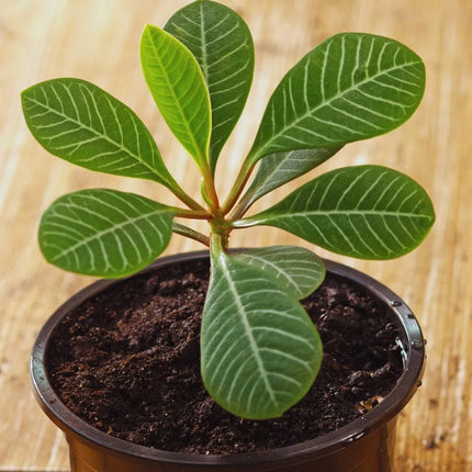 Euphorbia leuconeura - AquaLifeScape