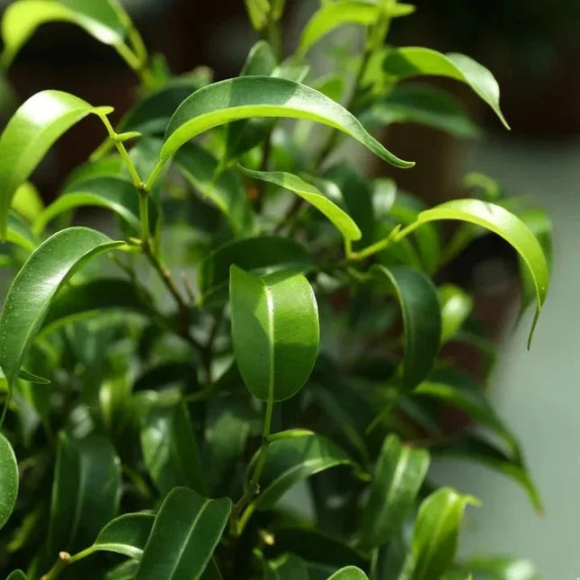 Ficus benjamina - AquaLifeScape