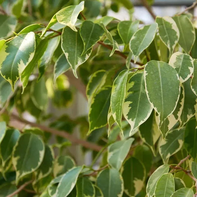 Ficus benjamina 'Variegata' - AquaLifeScape