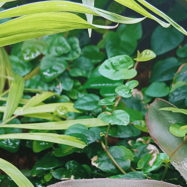 Ficus pumila - AquaLifeScape