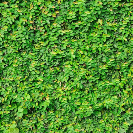 Ficus pumila - AquaLifeScape