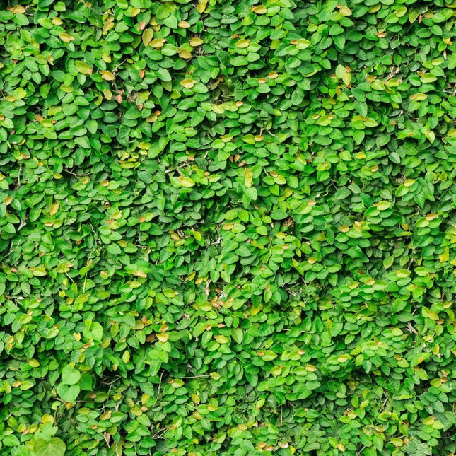 Ficus pumila - AquaLifeScape