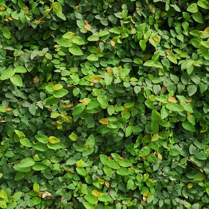 Ficus pumila - AquaLifeScape