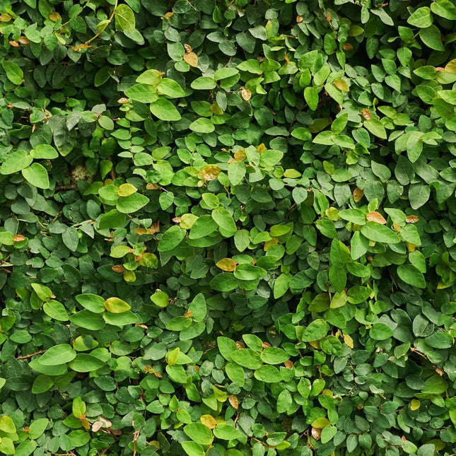 Ficus pumila - AquaLifeScape