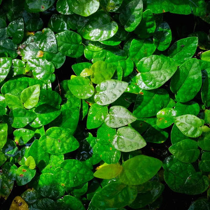 Ficus pumila - AquaLifeScape