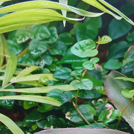 Ficus pumila - AquaLifeScape