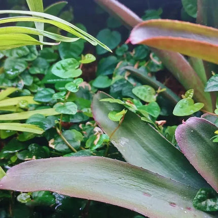 Ficus pumila - AquaLifeScape