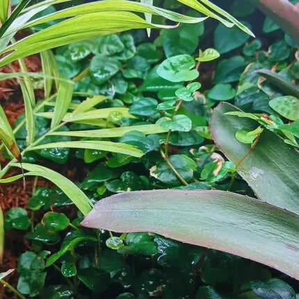 Ficus pumila - AquaLifeScape