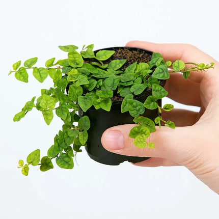 Ficus pumila var. minuta - AquaLifeScape