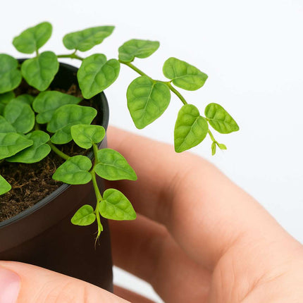 Ficus pumila var. minuta - AquaLifeScape