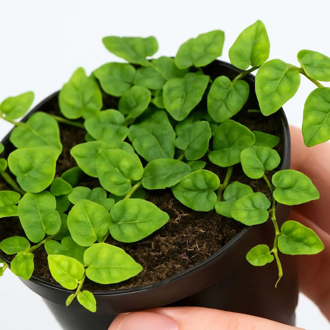 Ficus pumila var. minuta - AquaLifeScape