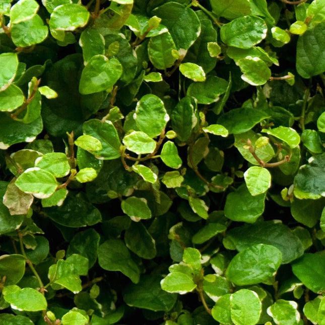 Ficus pumila 'Variegata' - AquaLifeScape
